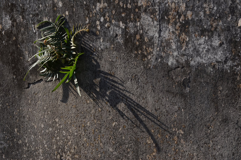 A fern sparks through a crack in the concrete wall of a mausoleum and casts a distorted shadow; Lafayette Cemetery No. 1, New Orleans