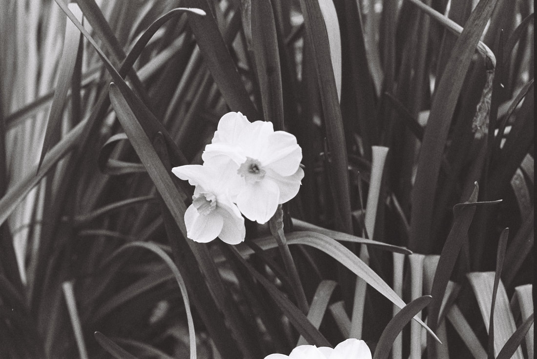 Black and white photo of two daffodil blossoms surrounded by their leaves.