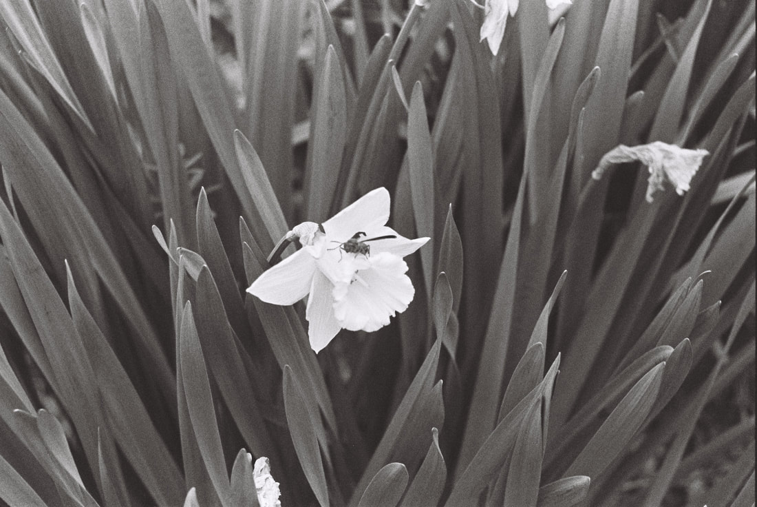 Black and white photo of a daffodil with a wasp sitting on it; surrounded by the daffodil's leaves