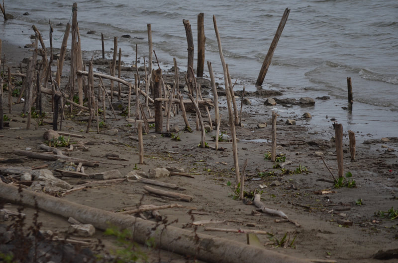 Driftwood sticks driven into the sandy bank of the Mississippi River stand like bones; some Mardi Gras beads have been draped across some; the water appears lazy next to the shore. New Orleans