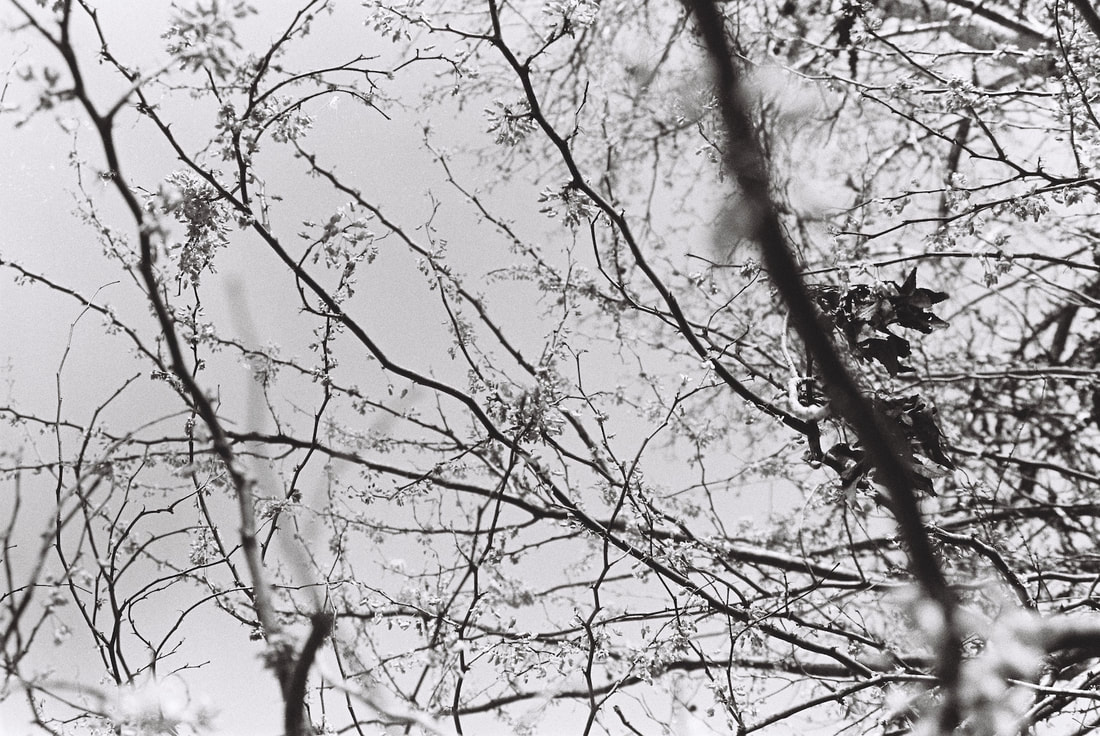 A black and white image of the branches of a Redbud tree against a pale gray sky.
