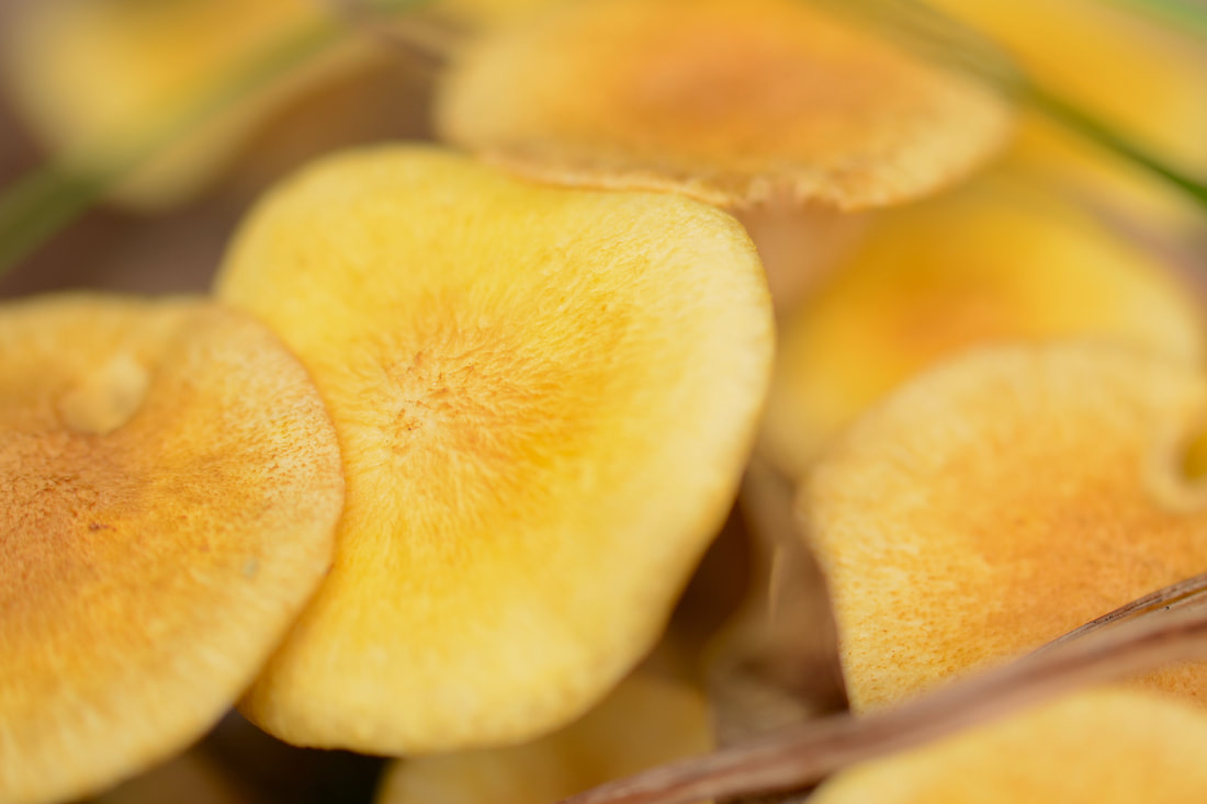 An even closer look at the tops of a cluster of tiny golden-yellow mushrooms