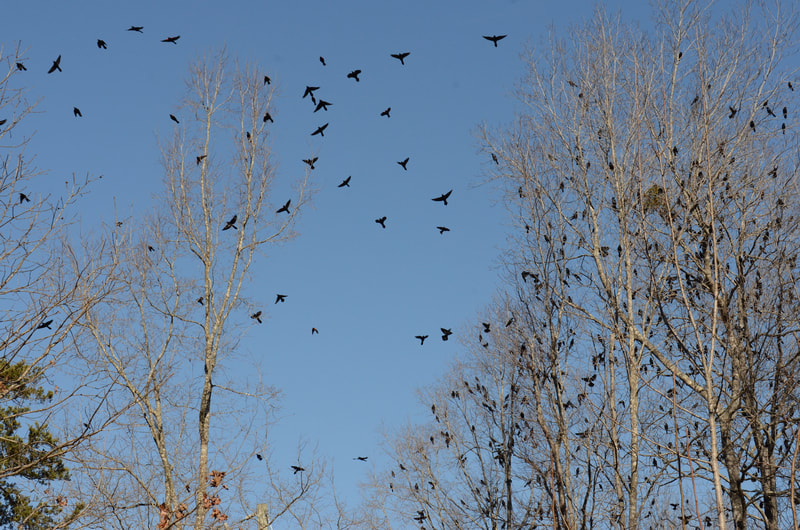 Bare trees in front of a clear blue sky are peppered with blackbirds, grackles, starlings, etc. sitting on nearly all of the branches of several of the trees and others flying upwards with wings fully spread in silhouette starkly contrasted with the blue sky.