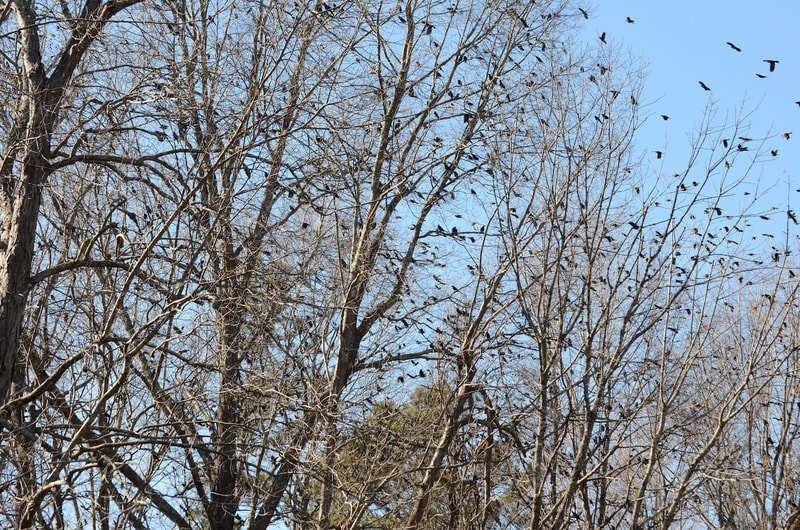 The photo frame is full of tree tops that are inhabited by many blackbirds, grackles, starlings, etc. The sky through the trees is bright blue.Some birds appear to be leaving the branches of the trees.