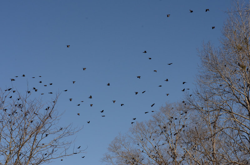 A similar view of bare trees in front of a clear blue sky peppered with blackbirds, grackles, starlings, etc. sitting on nearly all of the branches of several of the trees and others flying upwards with wings fully spread in silhouette starkly contrasted with the blue sky.