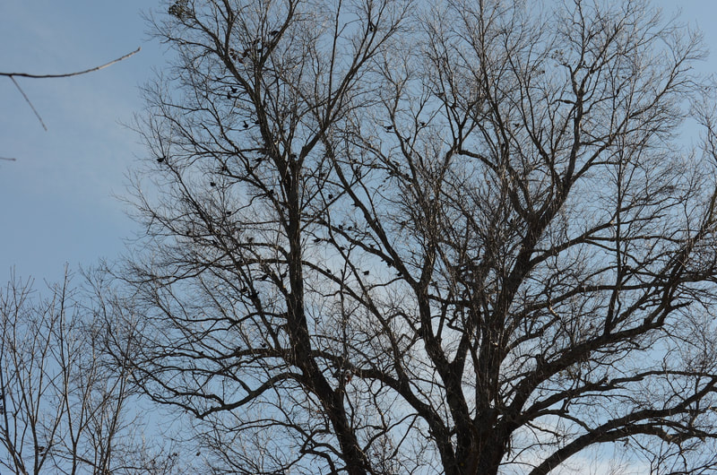 A bare-limbed tree in silhouette against the blue sky with some white clouds. You can see the silhouettes of many birds among the bare branches. 