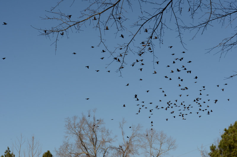 Upwards of 100 blackbirds fly through the deep blue sky and tree branches enter from the top and bottom of the frame.