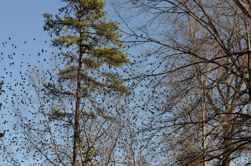 A tall narrow pine tree is just left of center and behind it countless blackbirds fly across a bright blue sky. Bare hardwoods are all around and host to many of the birds.
