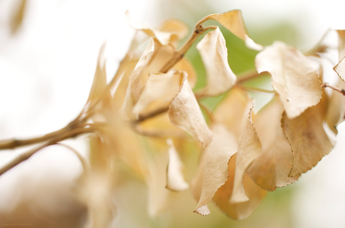 Pale beige dried leaves still clinging to the a tree
