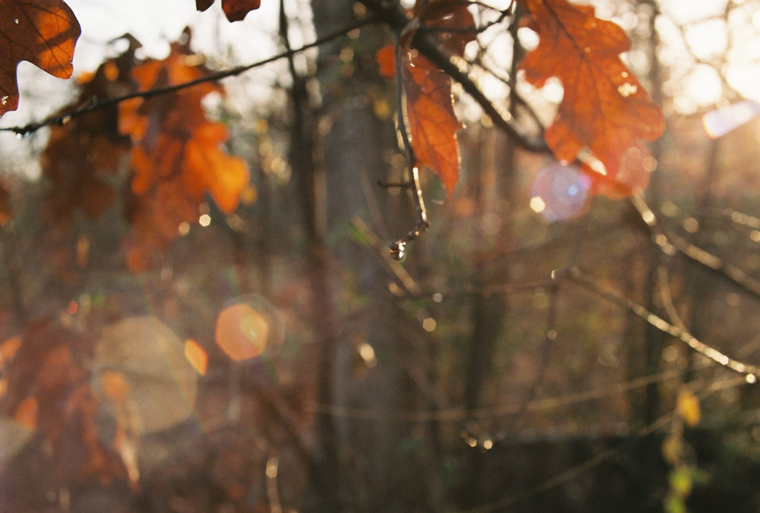 Sun through autumn leaves