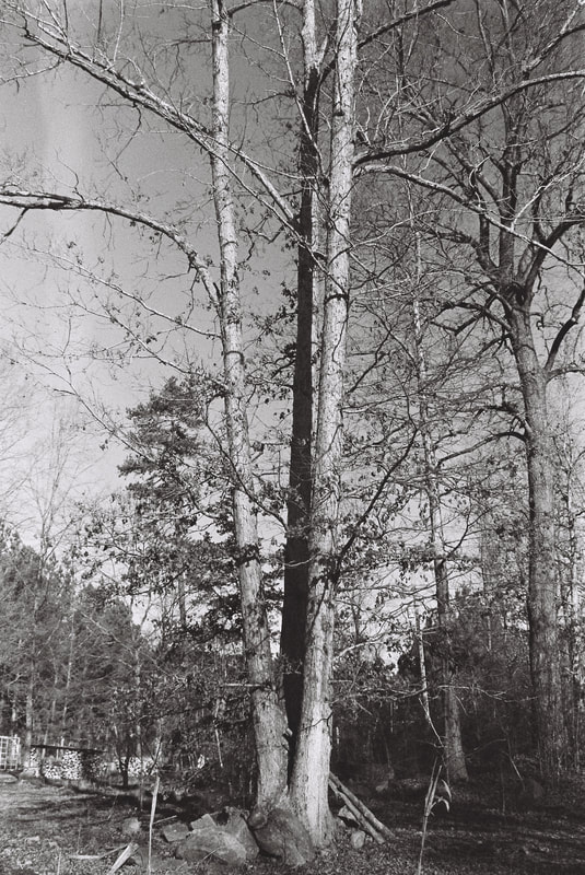 Tall triple oak tree