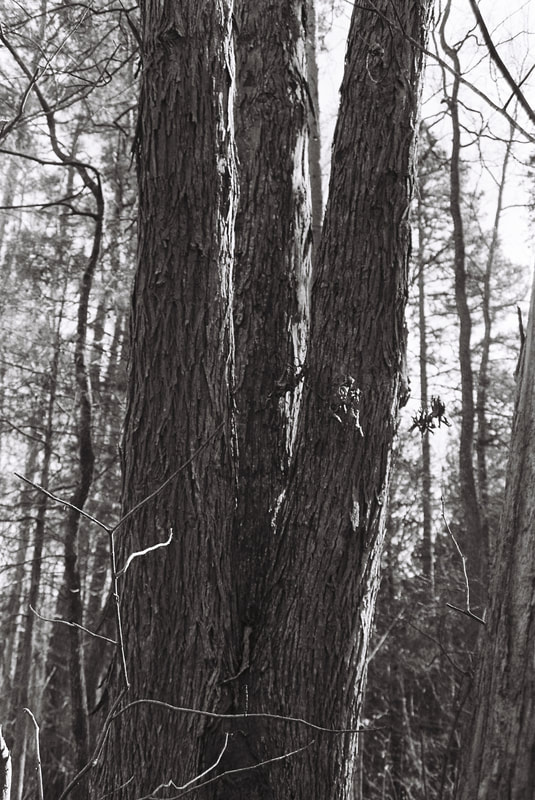 triple trunk of hickory tree