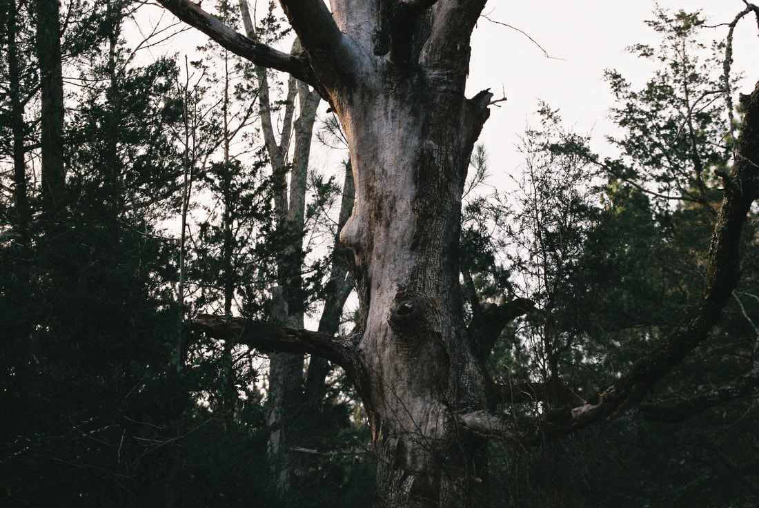 Color photo of a dead tree trunk