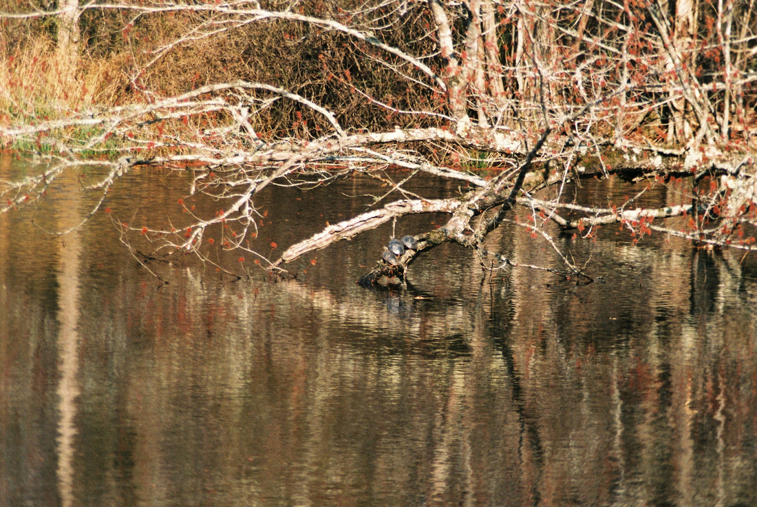 Color photo of a pond scene with three turtles on a log