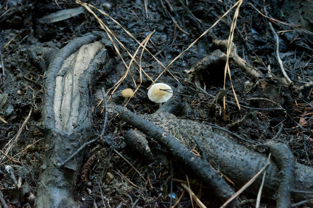 A cool temperature image of the gnarly roots on the forest floor and two mushrooms have popped up. One is not fully unfurled and has beige crown. The other shows the beige crown opened so that the brim is pale white.