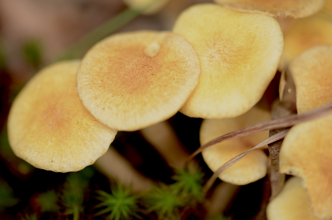 cluster of tiny golden-yellow mushrooms