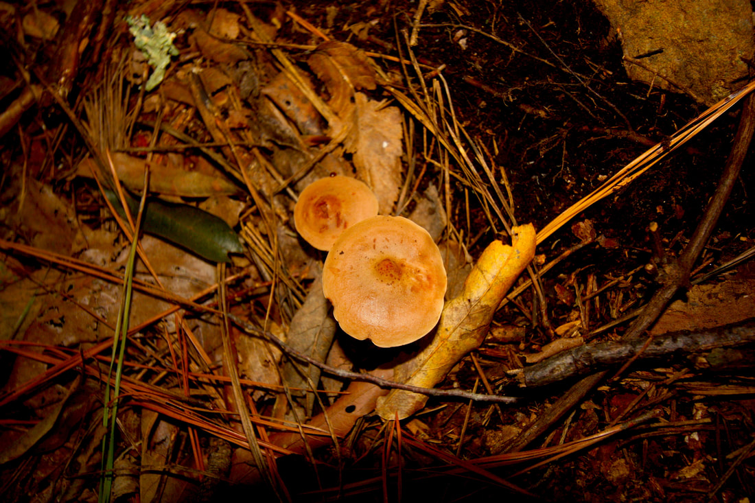 Overhead view of two medium-sized rusty mushroom caps poking up from the cluttered forest floor